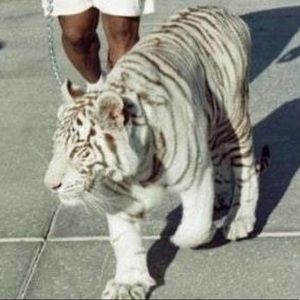 Meet your Posher, Alan